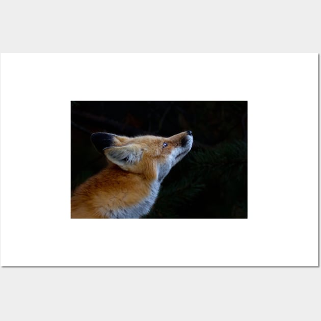 Red Fox, Algonquin Park, Canada Wall Art by Jim Cumming